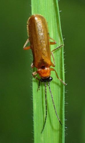 Rhagonycha nigriceps